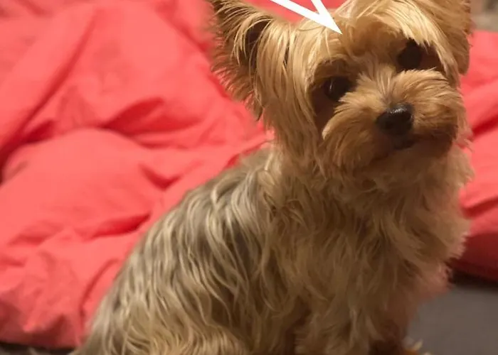 Appt 3* Le Des Lacs Appartement